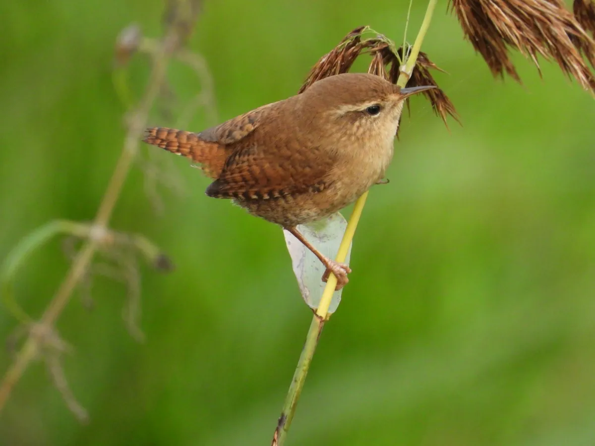 Gespotte Winterkoning