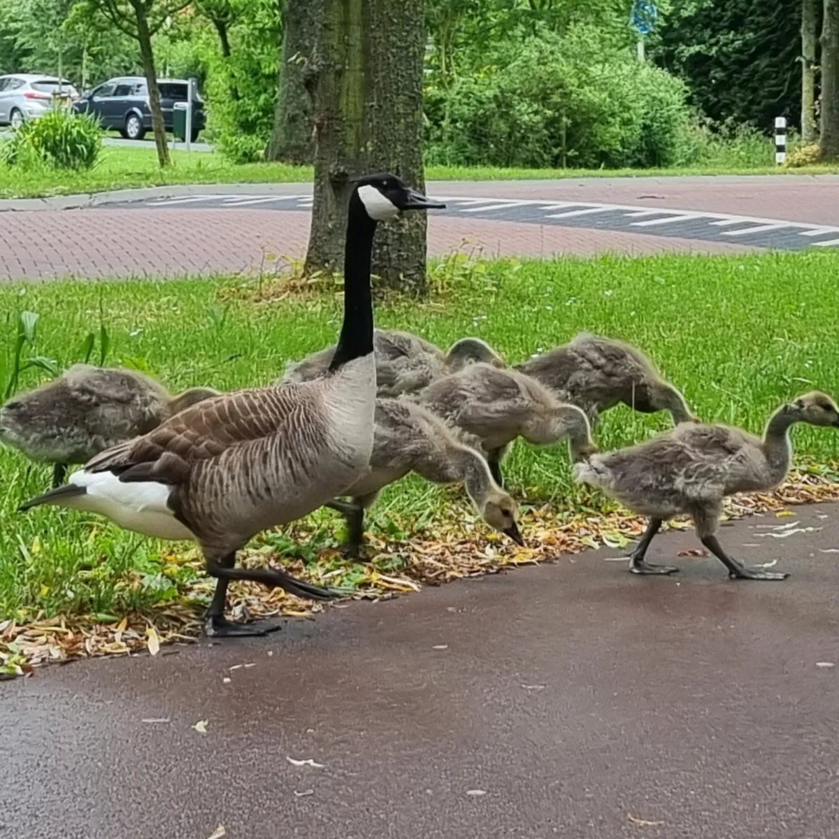 Spotted Canada Goose