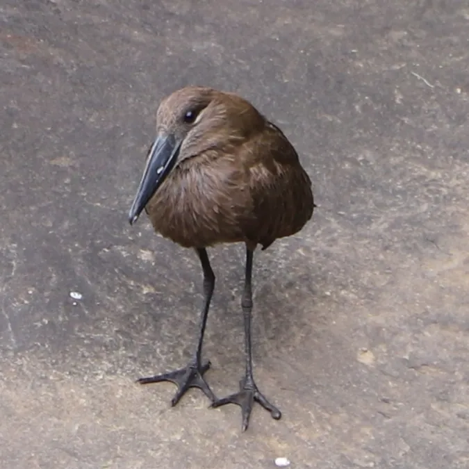 Gespotte Hamerkop