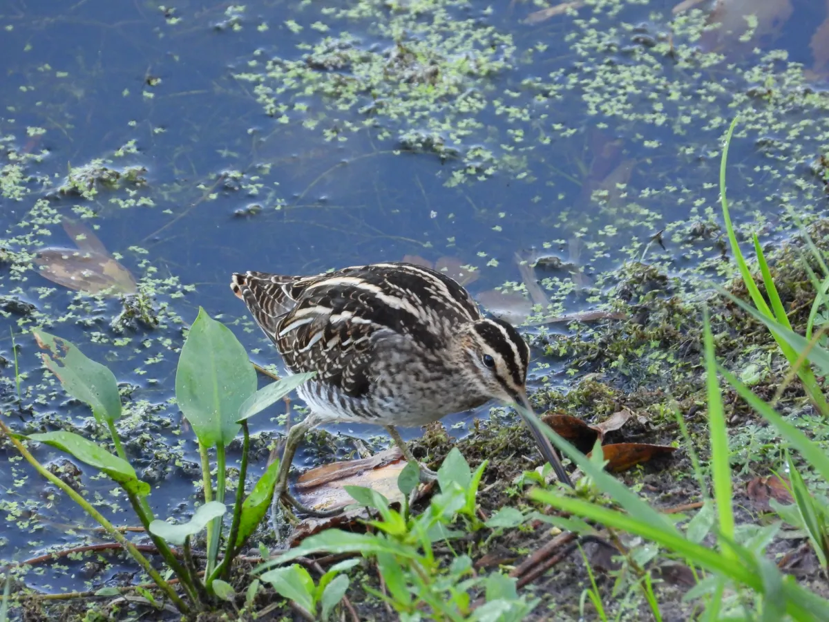 Spotted Common Snipe