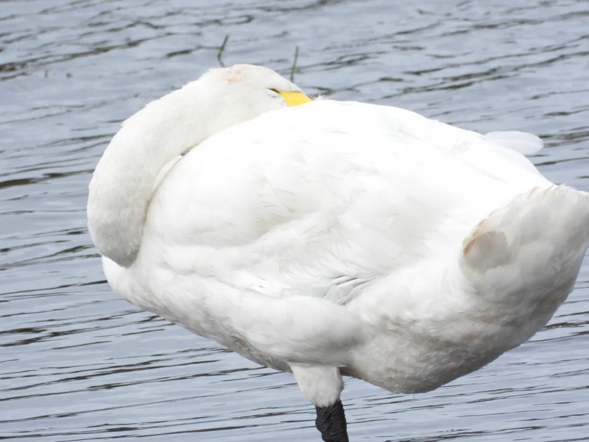 Gespotte Wilde zwaan