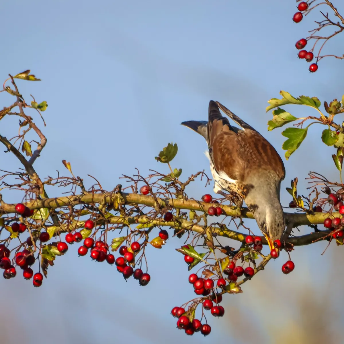 Gespotte Kramsvogel