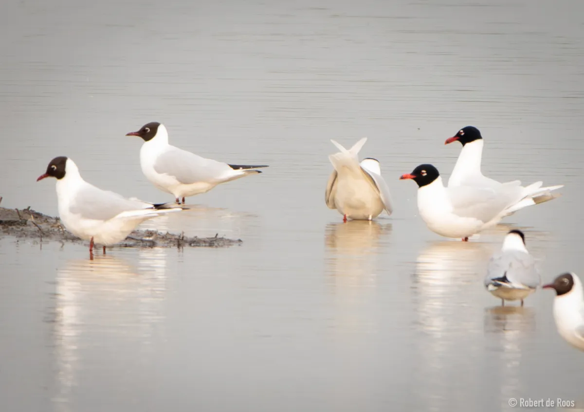 Gespotte Zwartkopmeeuw