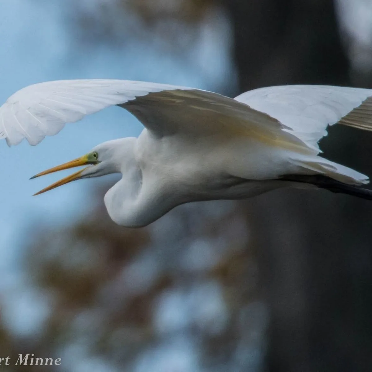 Gespotte Grote zilverreiger