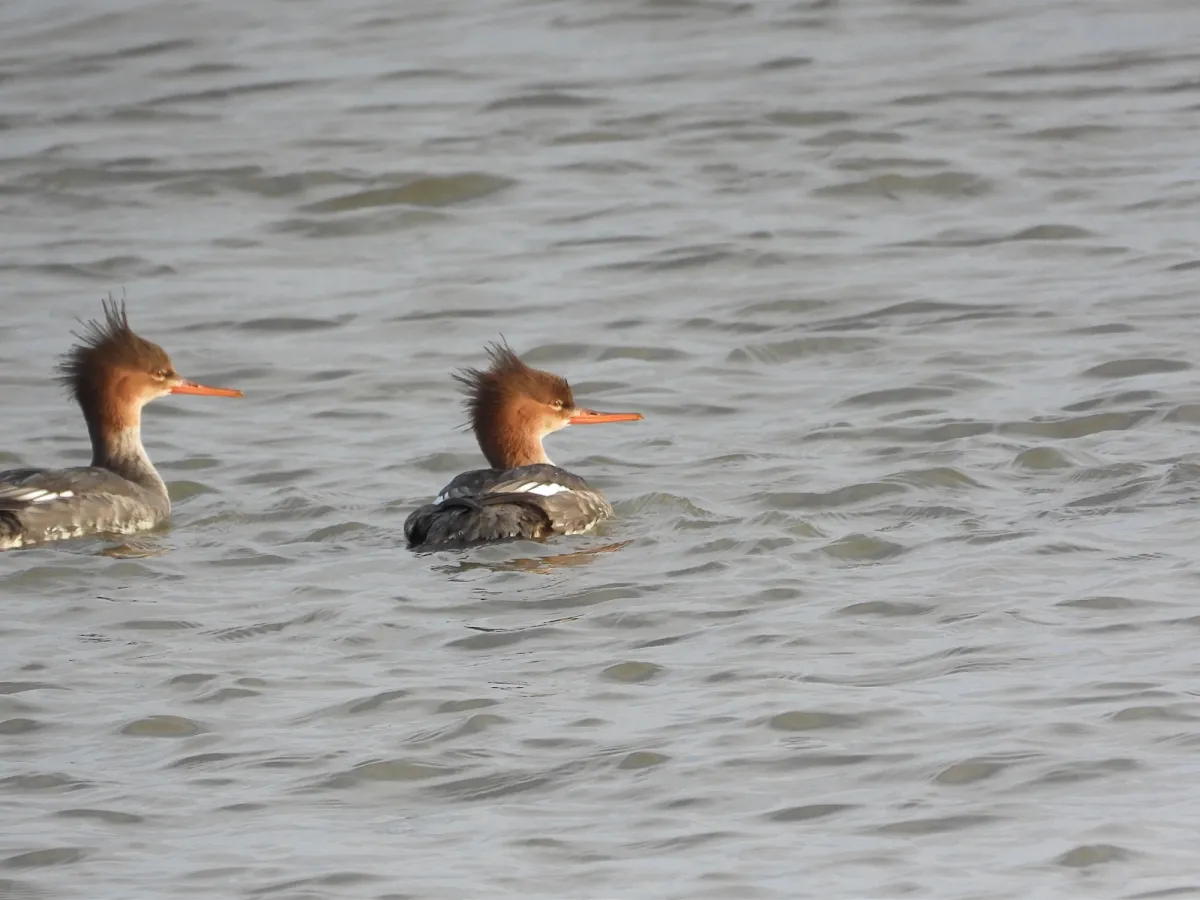 Gespotte Middelste zaagbek