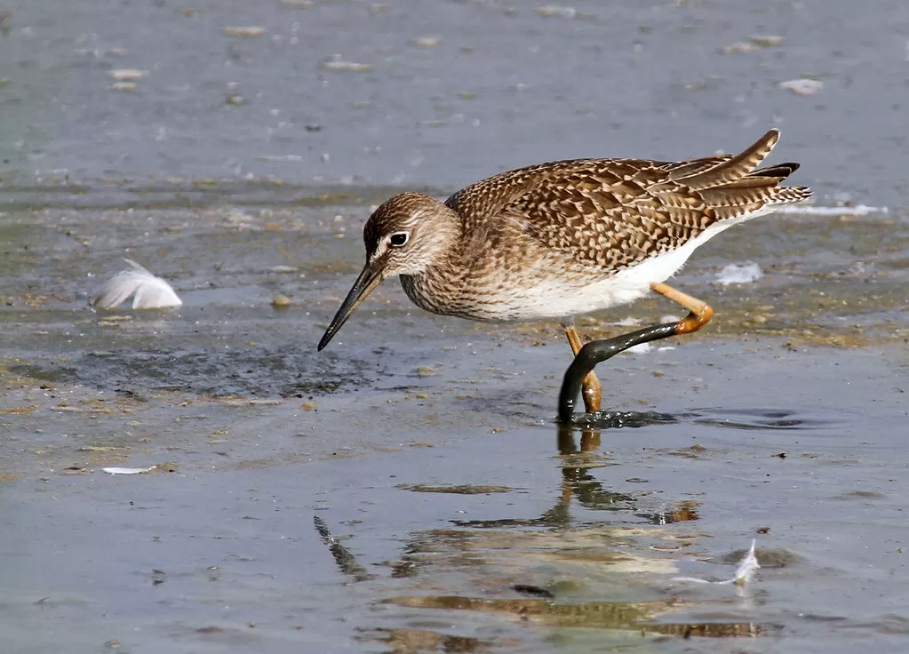 Wood Sandpiper, Tringa glareola