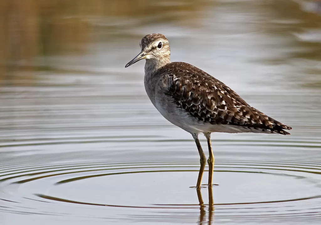 Wood Sandpiper, Tringa glareola