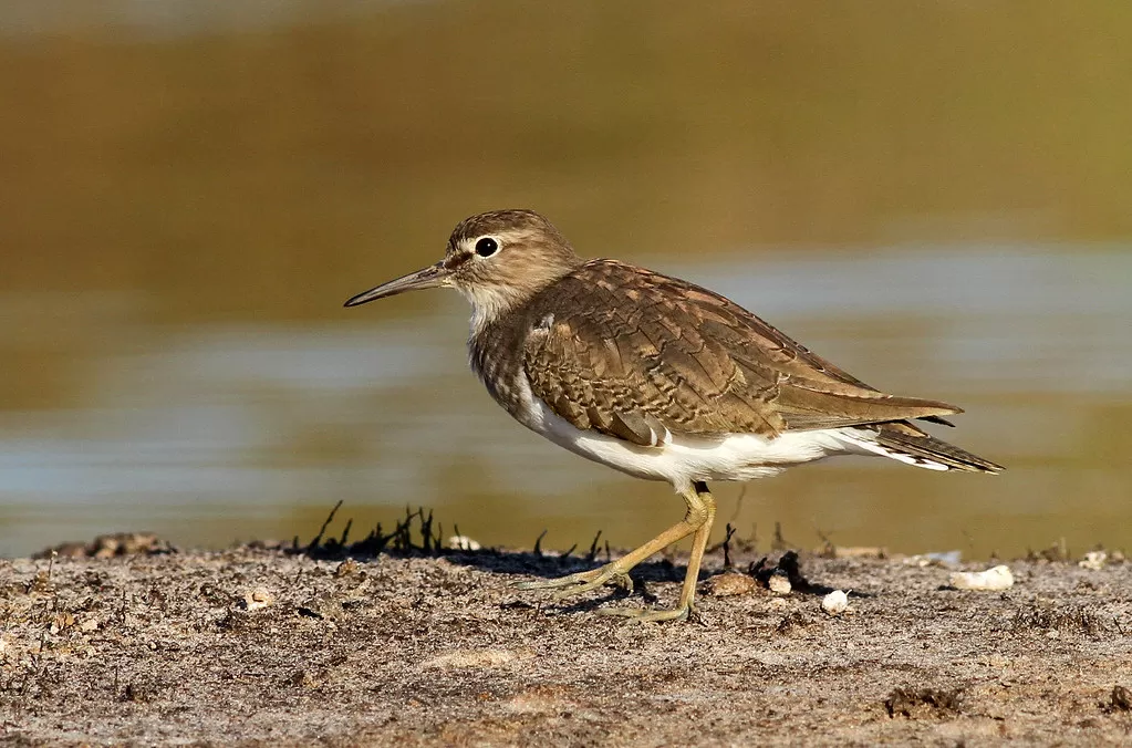 Common Sandpiper, Actitis hypoleucos