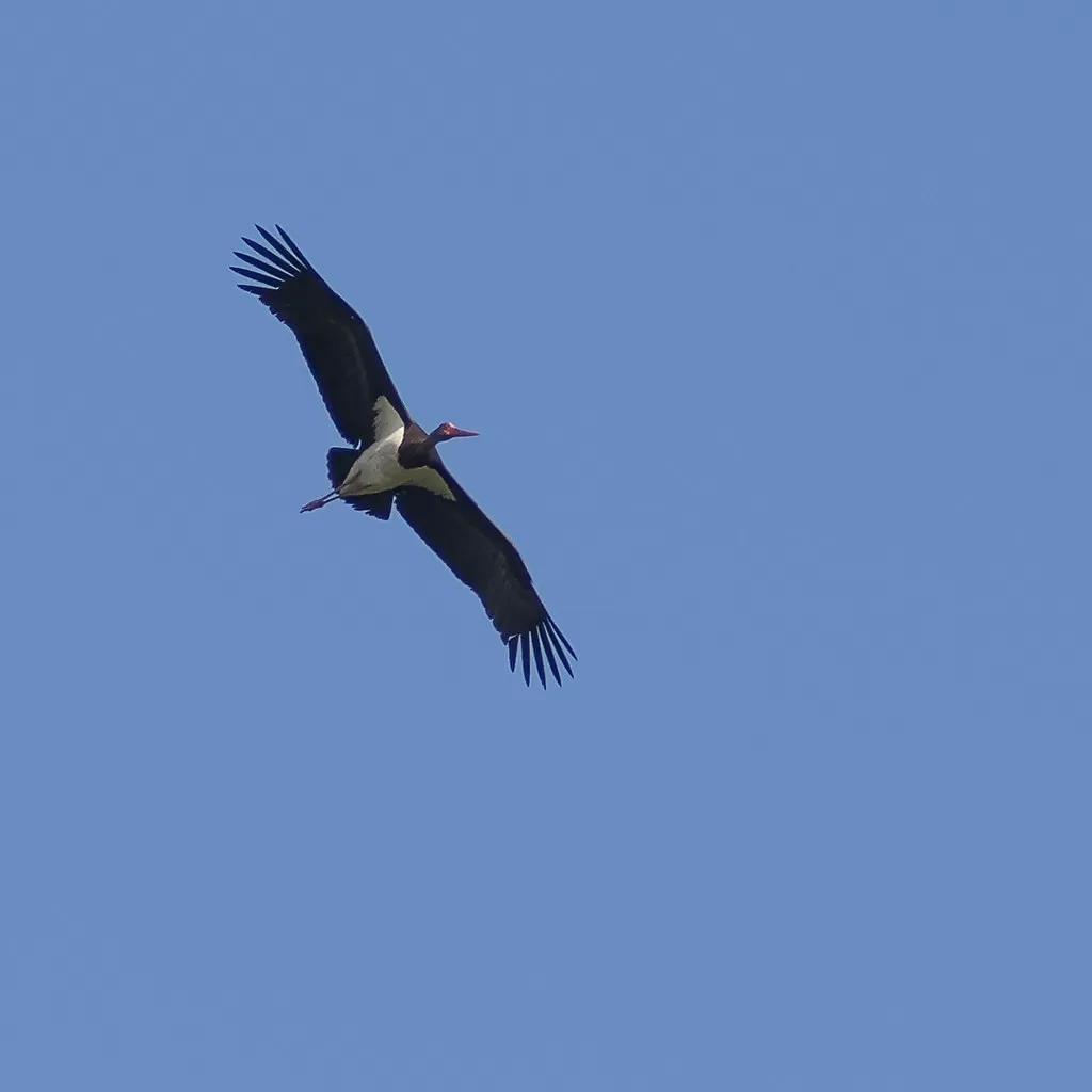 Ciconia nigra