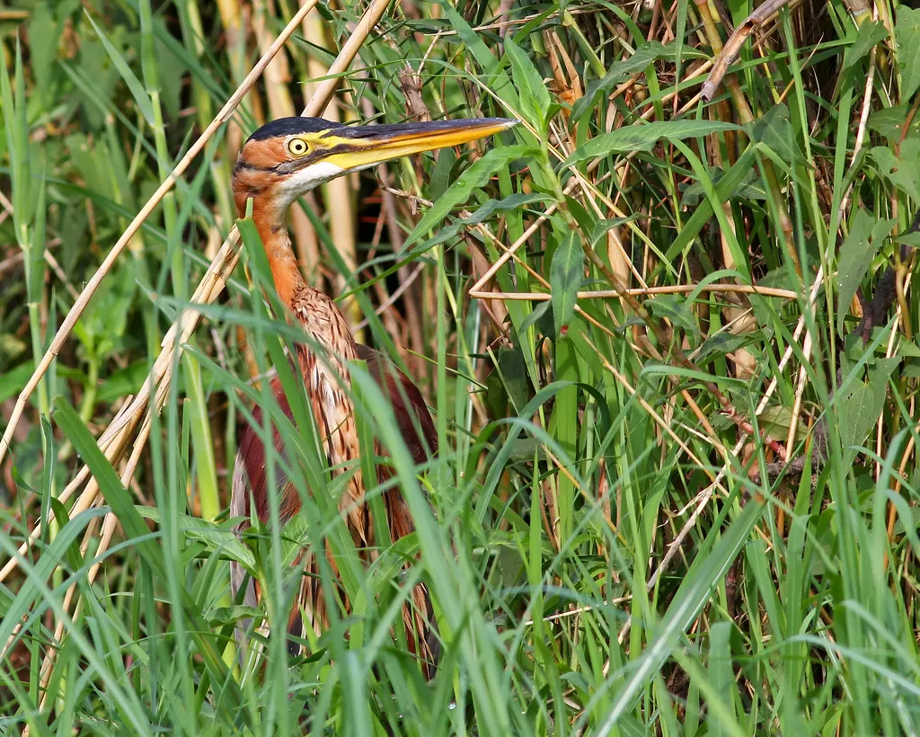 Purple Heron, Ardea purpurea