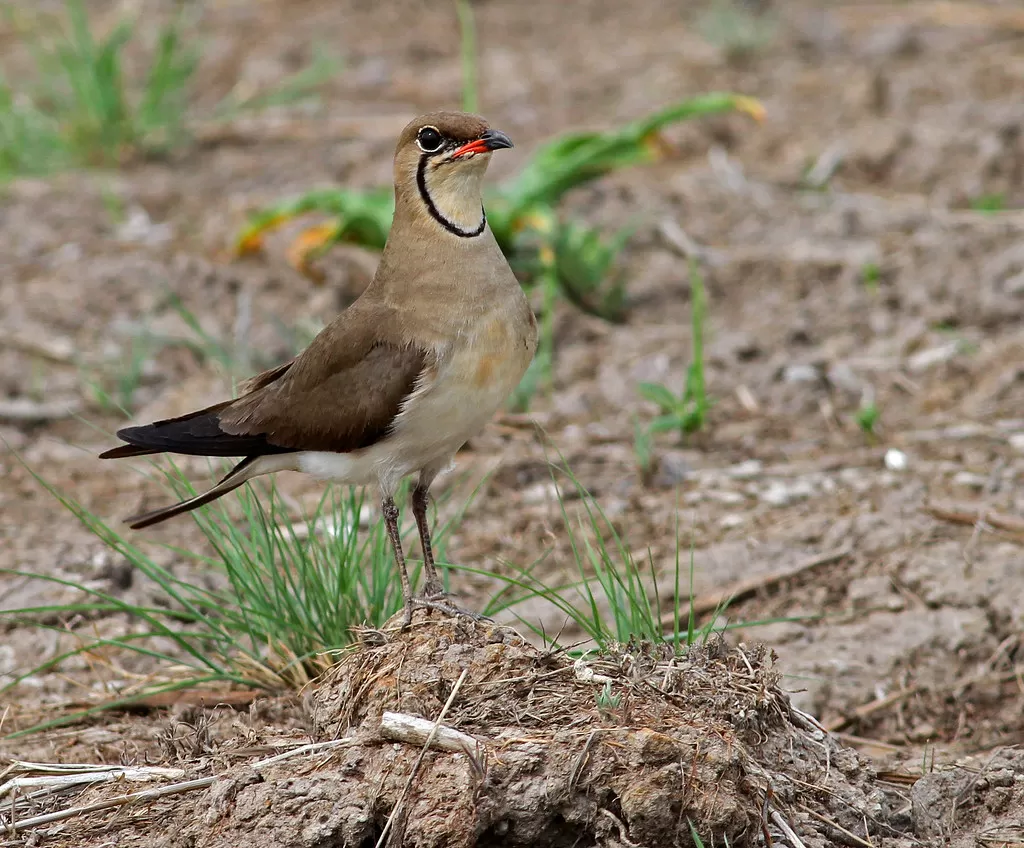 Collared Pratincole, Glareola pratincola