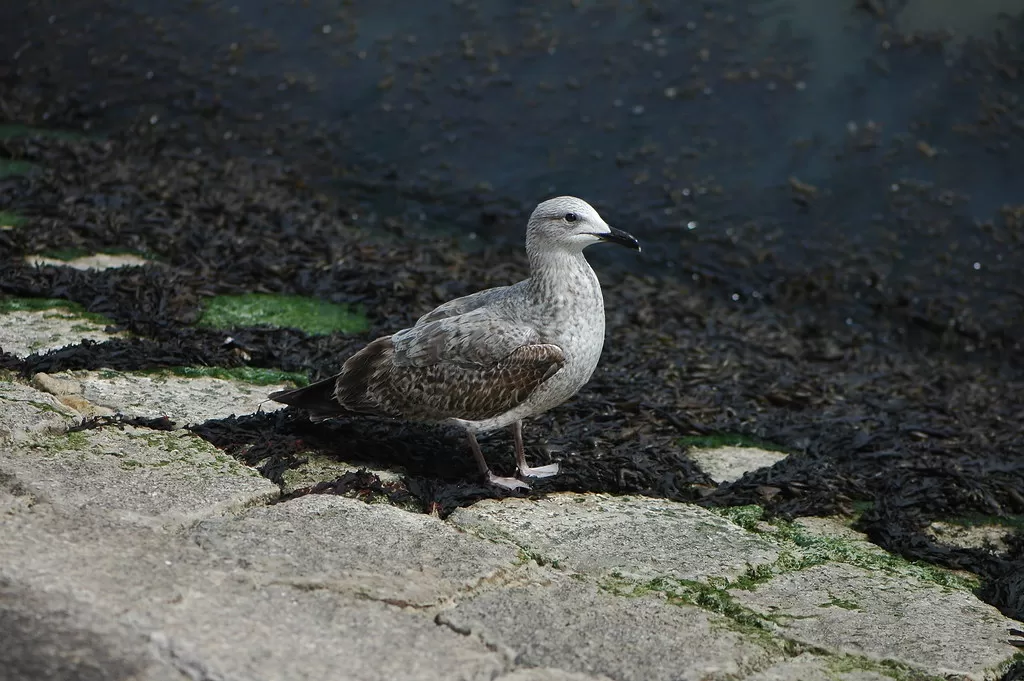 Larus michahellis 15-04-03 A PT