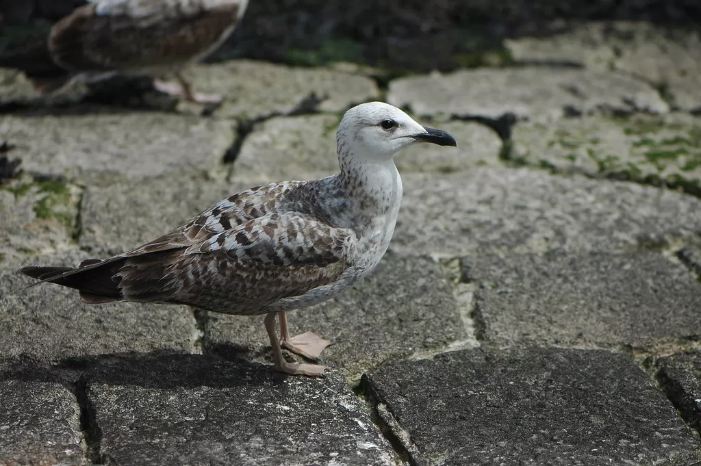 Larus michahellis 15-04-03 B PT
