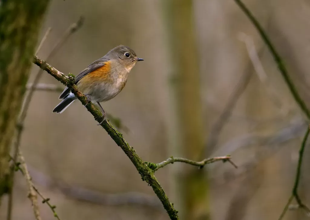 Blauschwanz (Tarsiger cyanurus), Henri-Chapelle, Ostbelgien