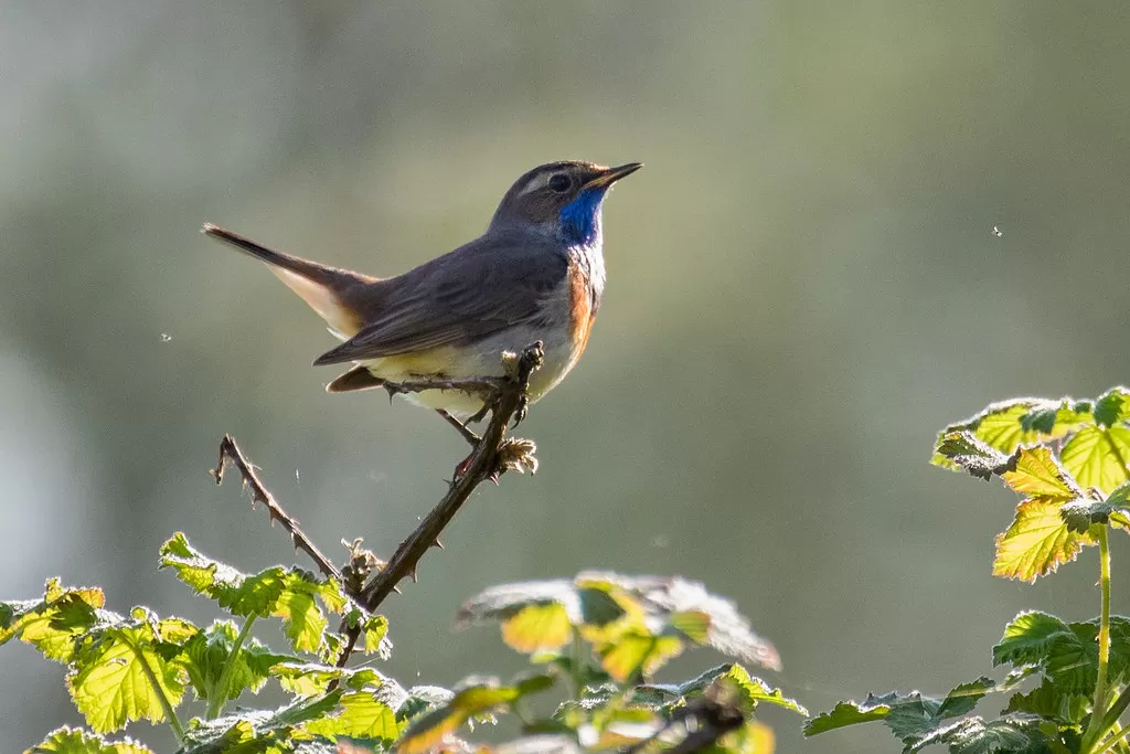 Blauwborst - bluethroat