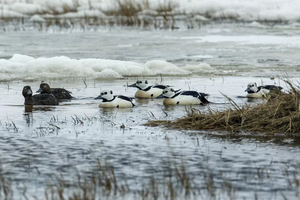 Steller's Eider