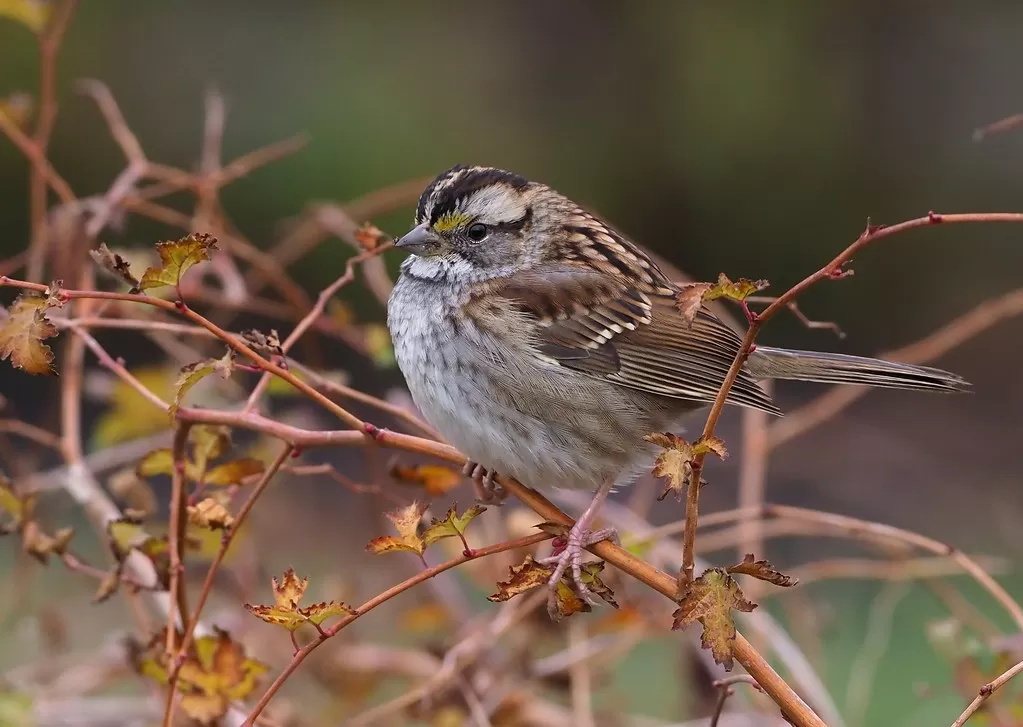 Le Bruant à gorge blanche (Zonotrichia albicollis), Québec City, Prov. Québec, Canada