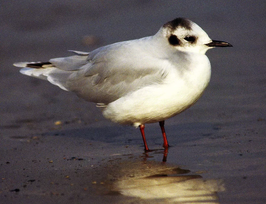 Larus minutus, Little Gull