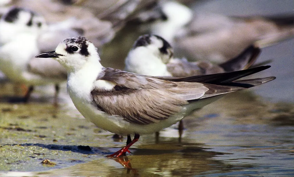 White-winged Tern, Chlidonias leucopterus