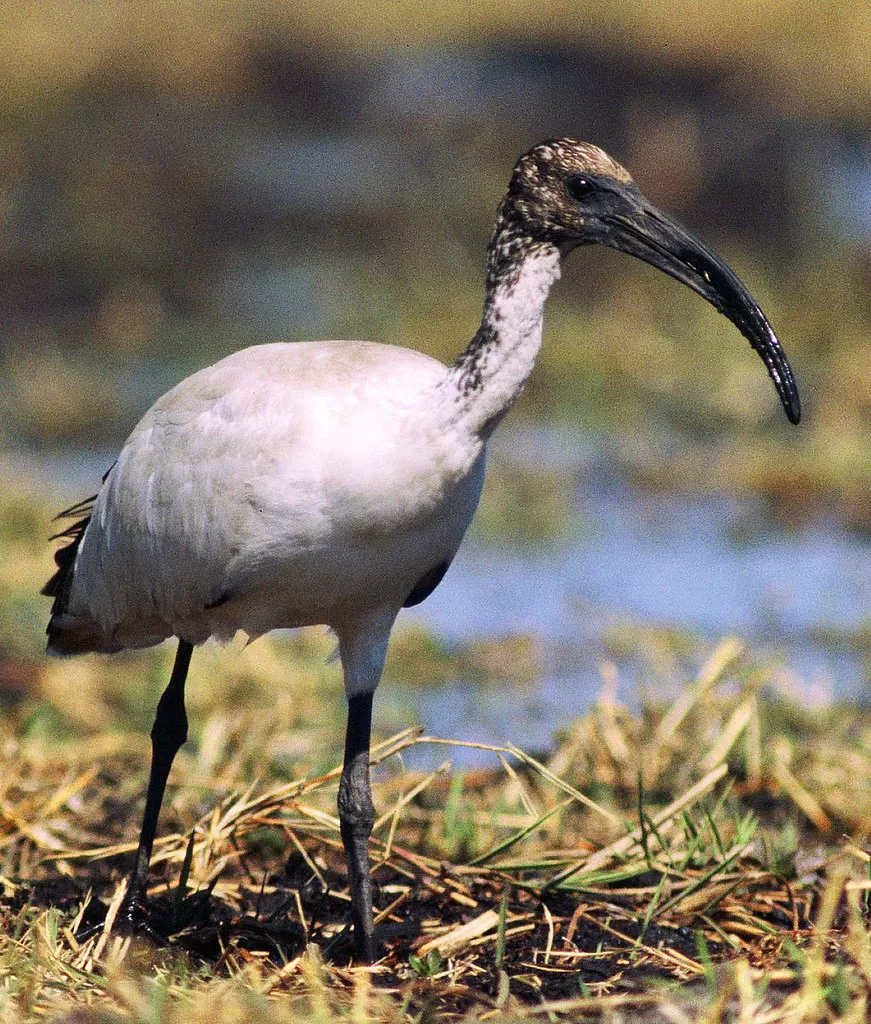 Sacred Ibis, Threskiornis aethiopicus, immature