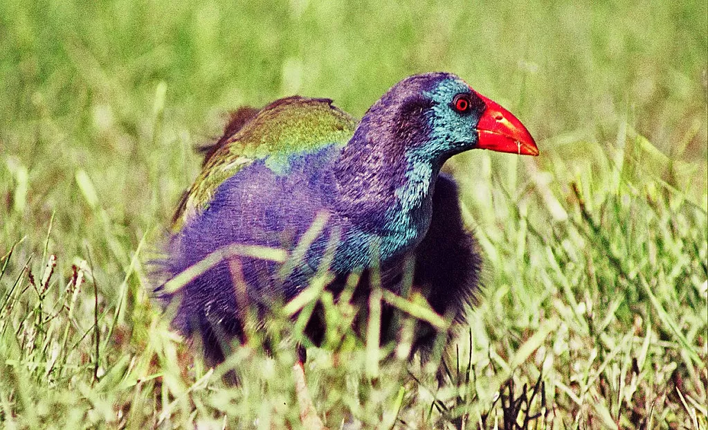 Purple Swamphen, Porphyrio porphyrio