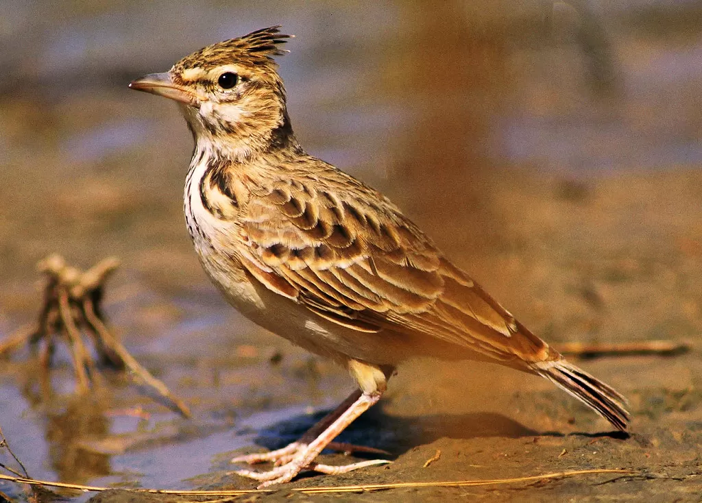 Crested Lark, Galerida cristata