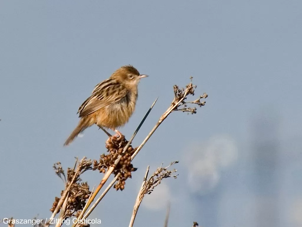 29004 Graszanger / Zitting Cisticola
