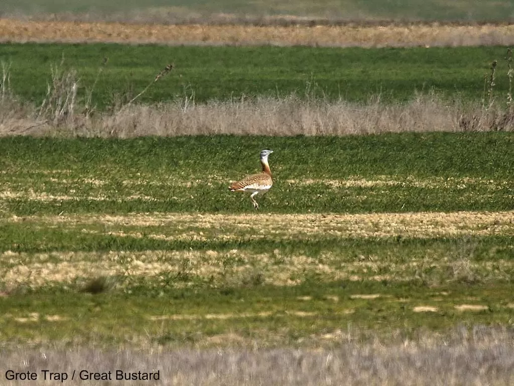 12001 Grote Trap / Great Bustard