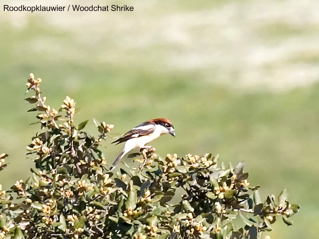 32603 Roodkopklauwier / Woodchat Shrike