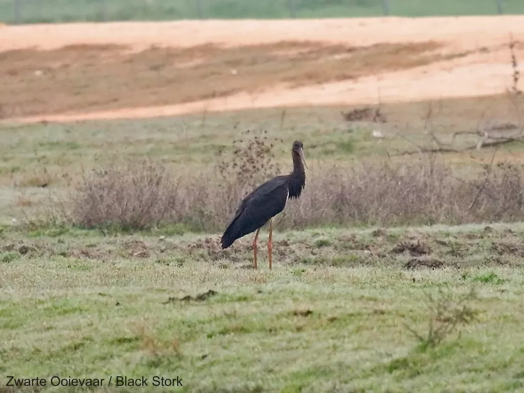 03404 Zwarte Ooievaar / Black Stork