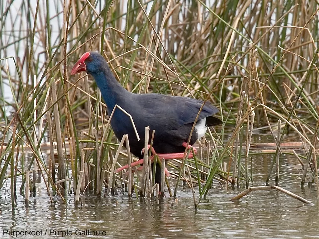 11604 Purperkoet / Purple Gallinule