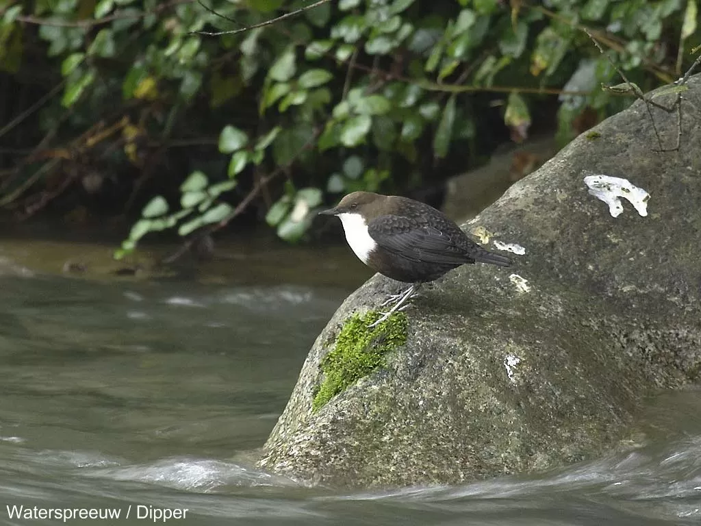 25402 Waterspreeuw / Dipper