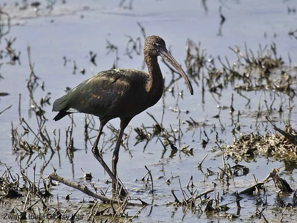 03601 Zwarte Ibis / Glossy Ibis