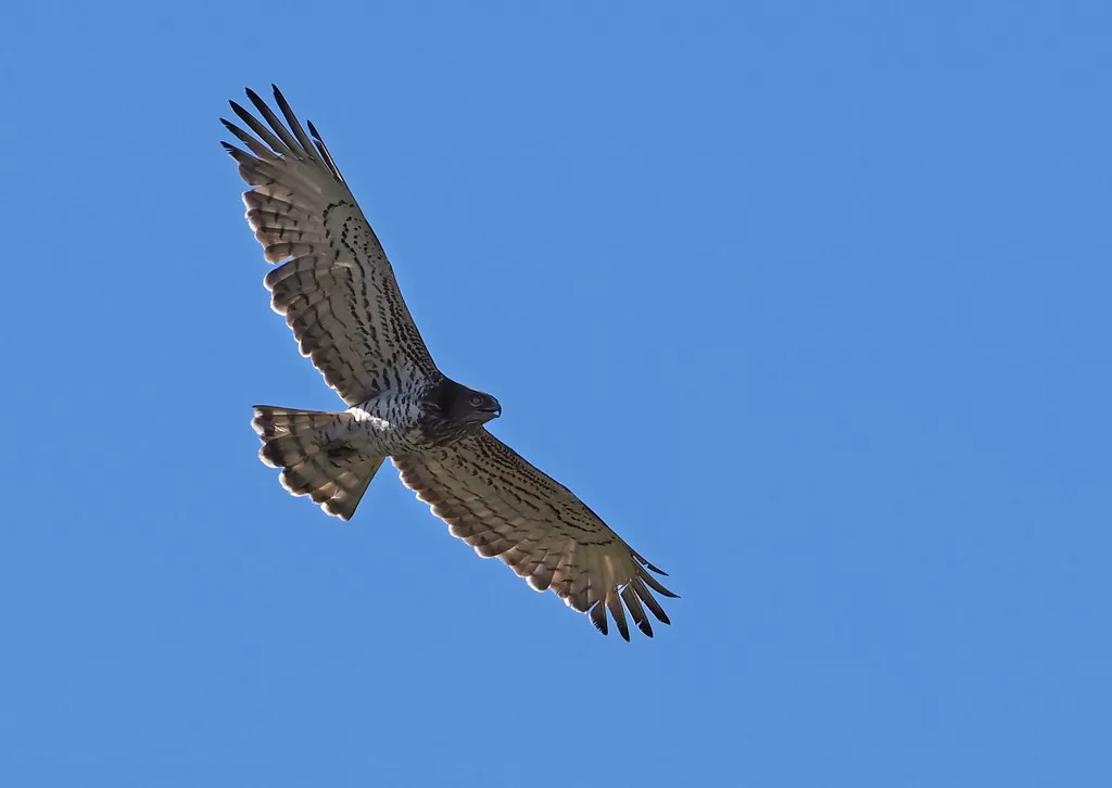 Short-toed snake eagle (Circaetus gallicus), La Lancha, Parque natural de la Sierra de Andújar, España
