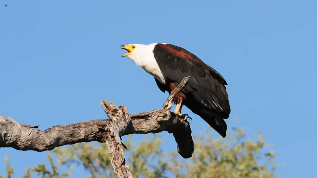 'Singing' fish eagle
