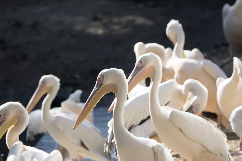 Pelican