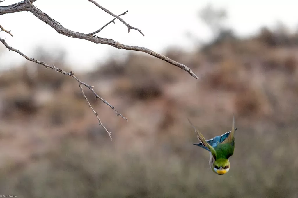 Dive bomb...