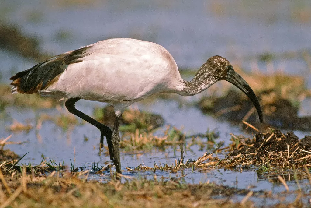 Sacred Ibis, Threskiornis aethiopicus, immature
