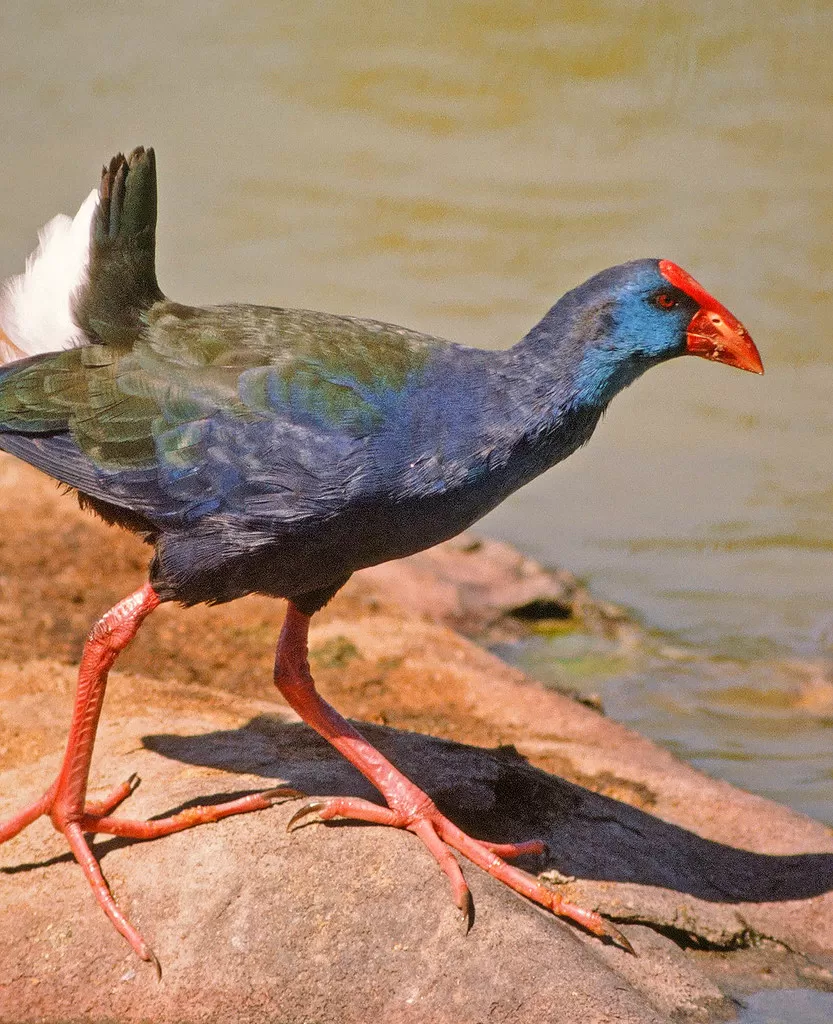 Purple Swamphen, Porphyrio porphyrio