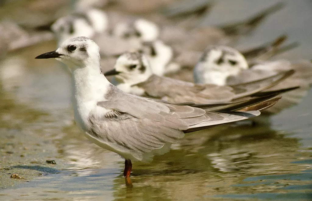 White-winged Tern, Chlidonias leucopterus