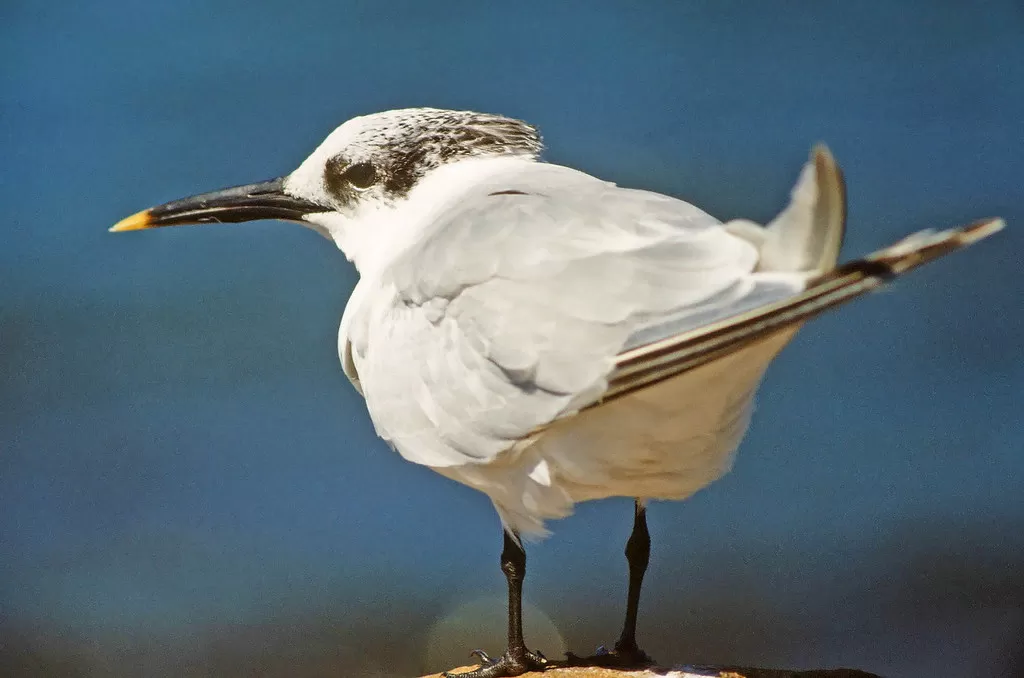 Sandwich Tern, Sterna sandvicensis
