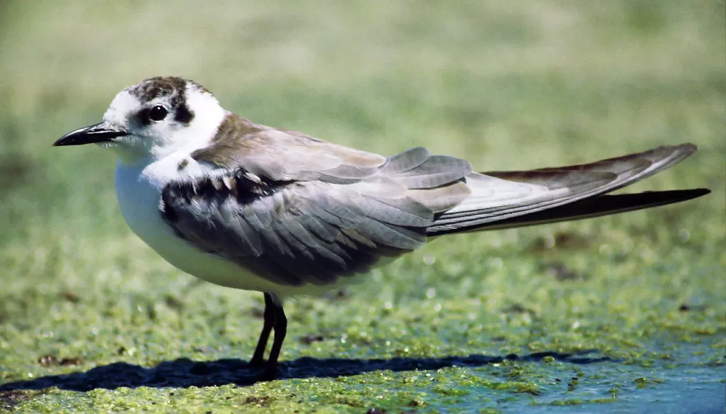 White-winged Tern, Chlidonias leucopterus