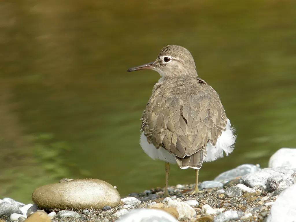 Spotted Sandpiper, Cabo Matapalo, Costa Rica