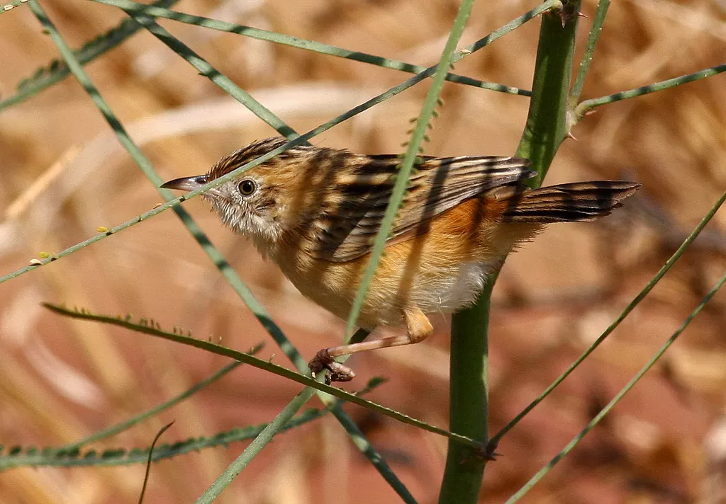 Zitting Cisticola, Cisticola juncidis