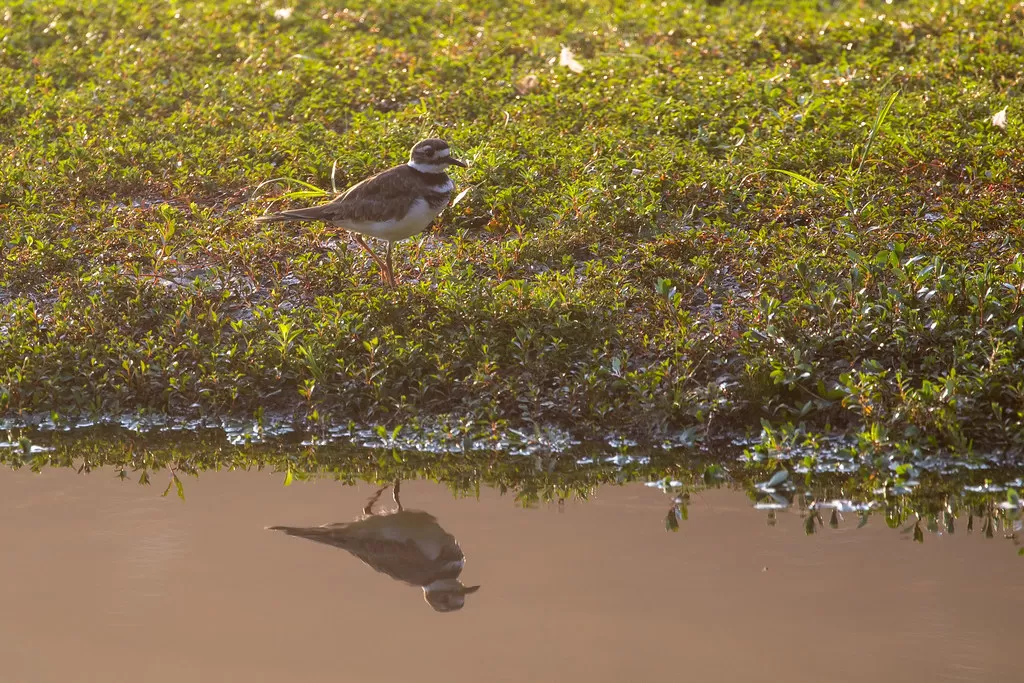 Killdeer