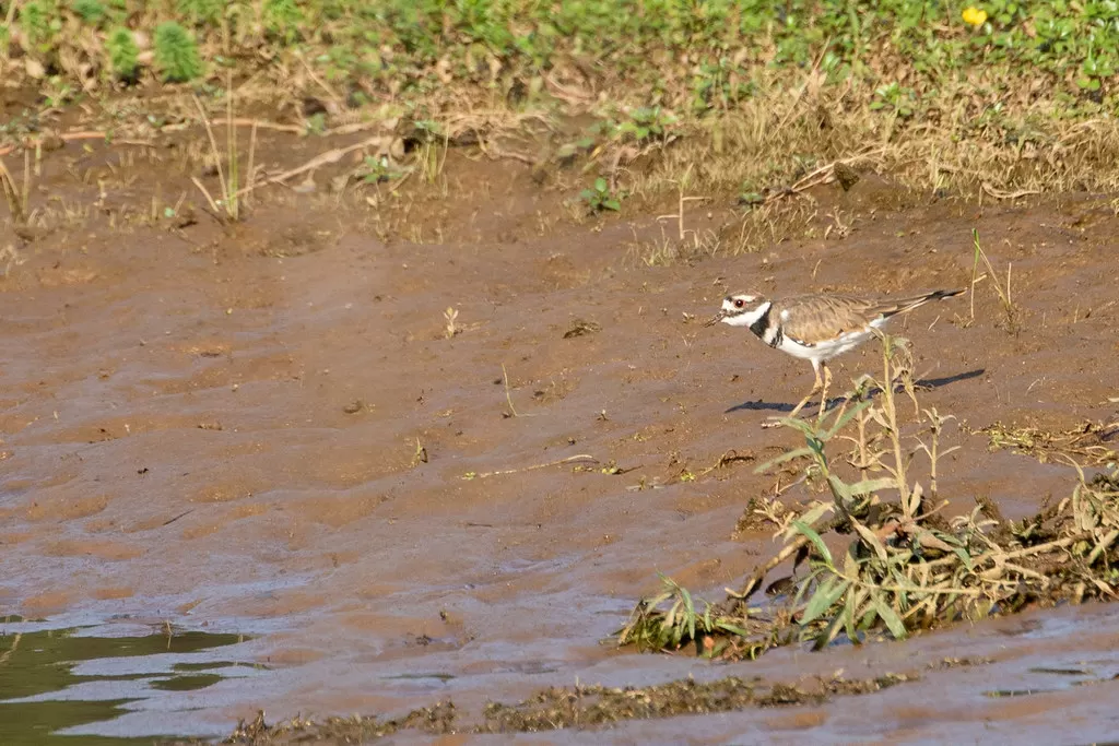 Killdeer