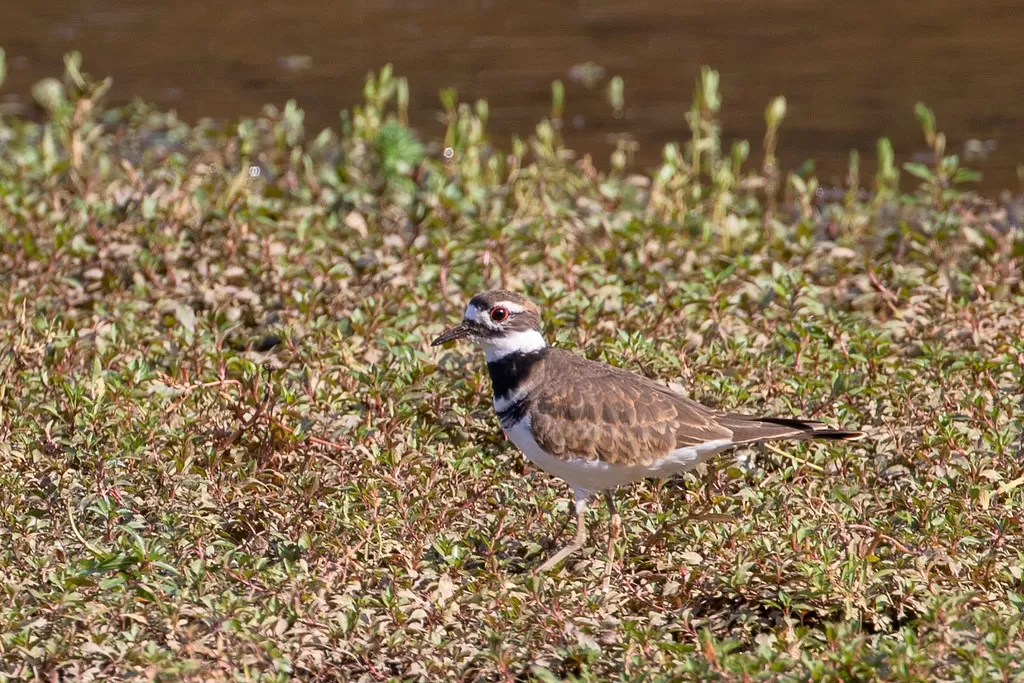 Killdeer