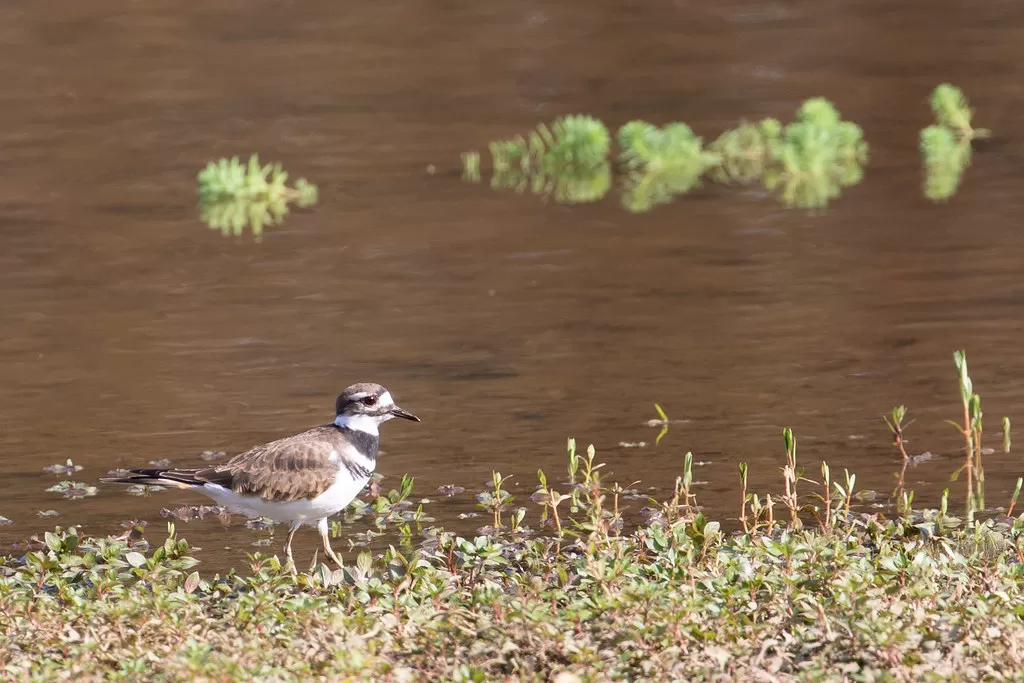 Killdeer