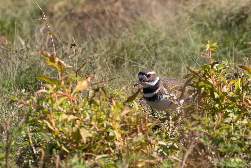 Killdeer