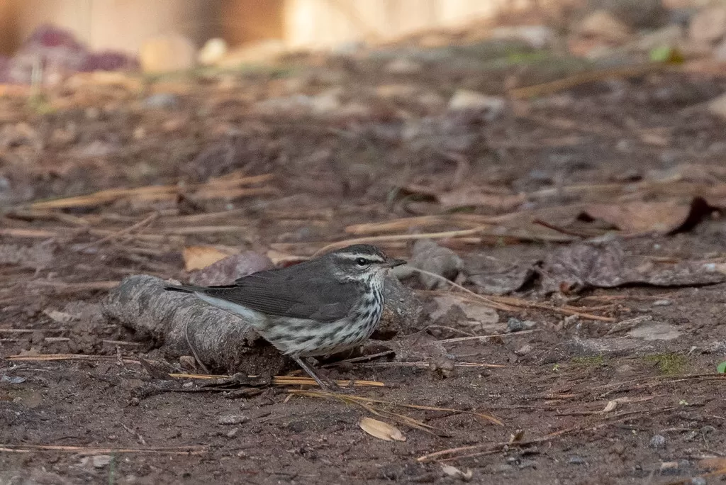 Northern Waterthrush